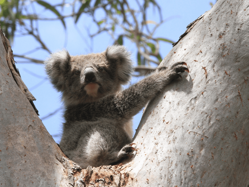 koala image