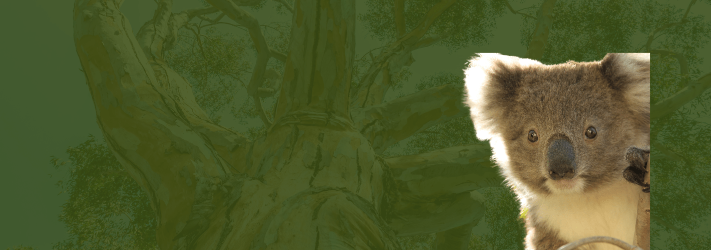 koala image