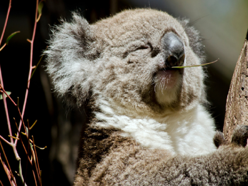 A close-up photo of a Koala hugging a tree trunk, with its fluffy grey coat and round ears, chewing a eucalyptus leaf.