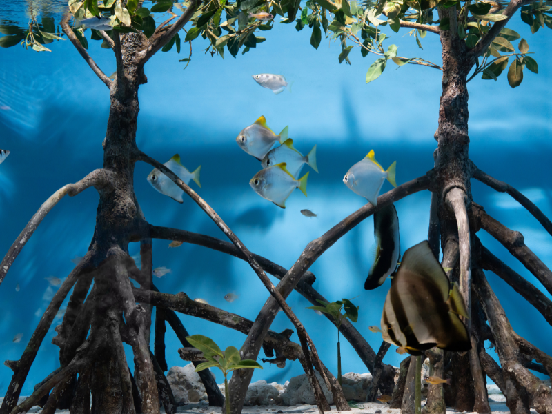 A school of fishes swimming in clear blue waters, gathering under mangrove roots.